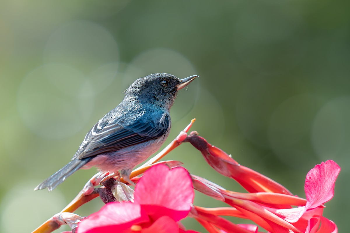 Slaty Flowerpiercer - ML639171573