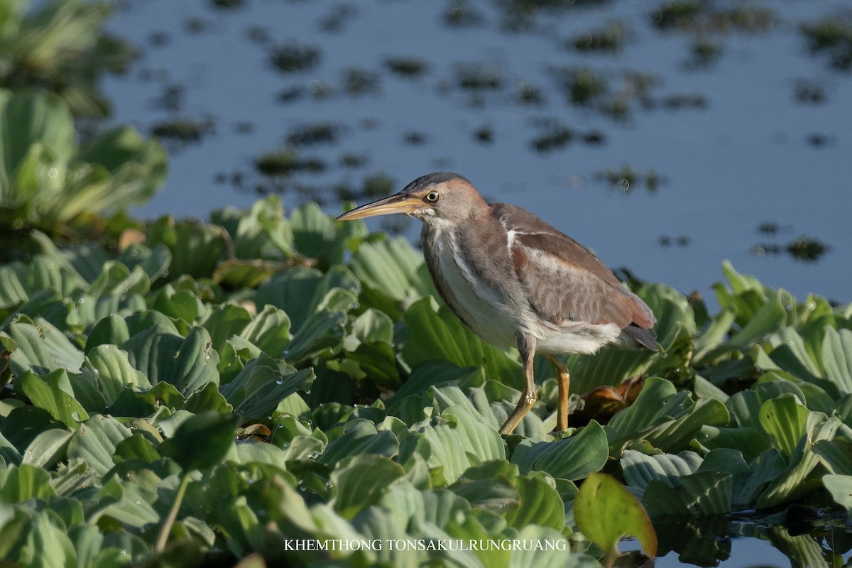 Least Bittern (Northern) - ML639171598