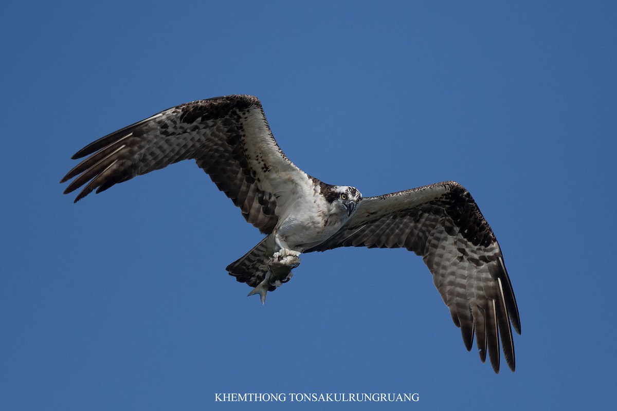 Osprey (American) - ML639171601