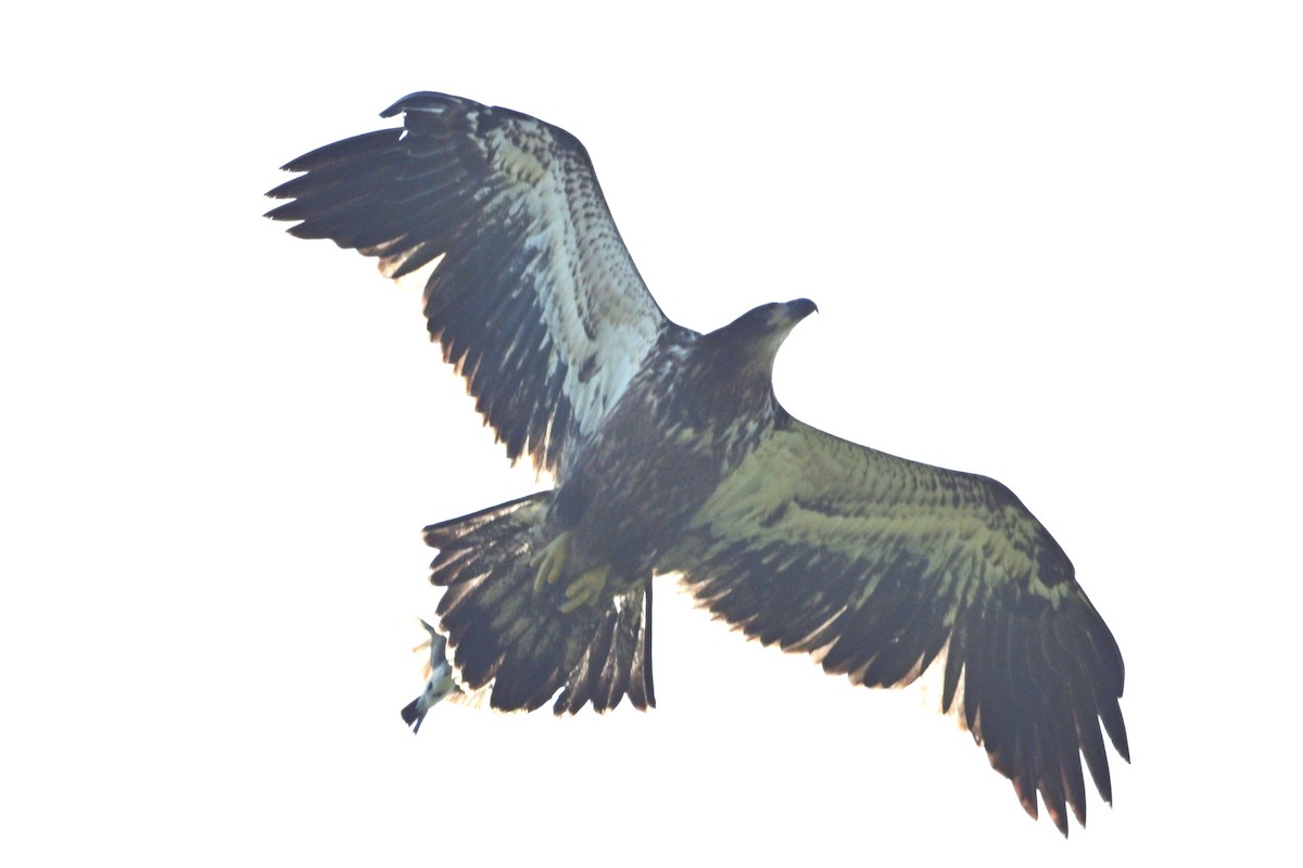 Pygargue à tête blanche - ML639171700