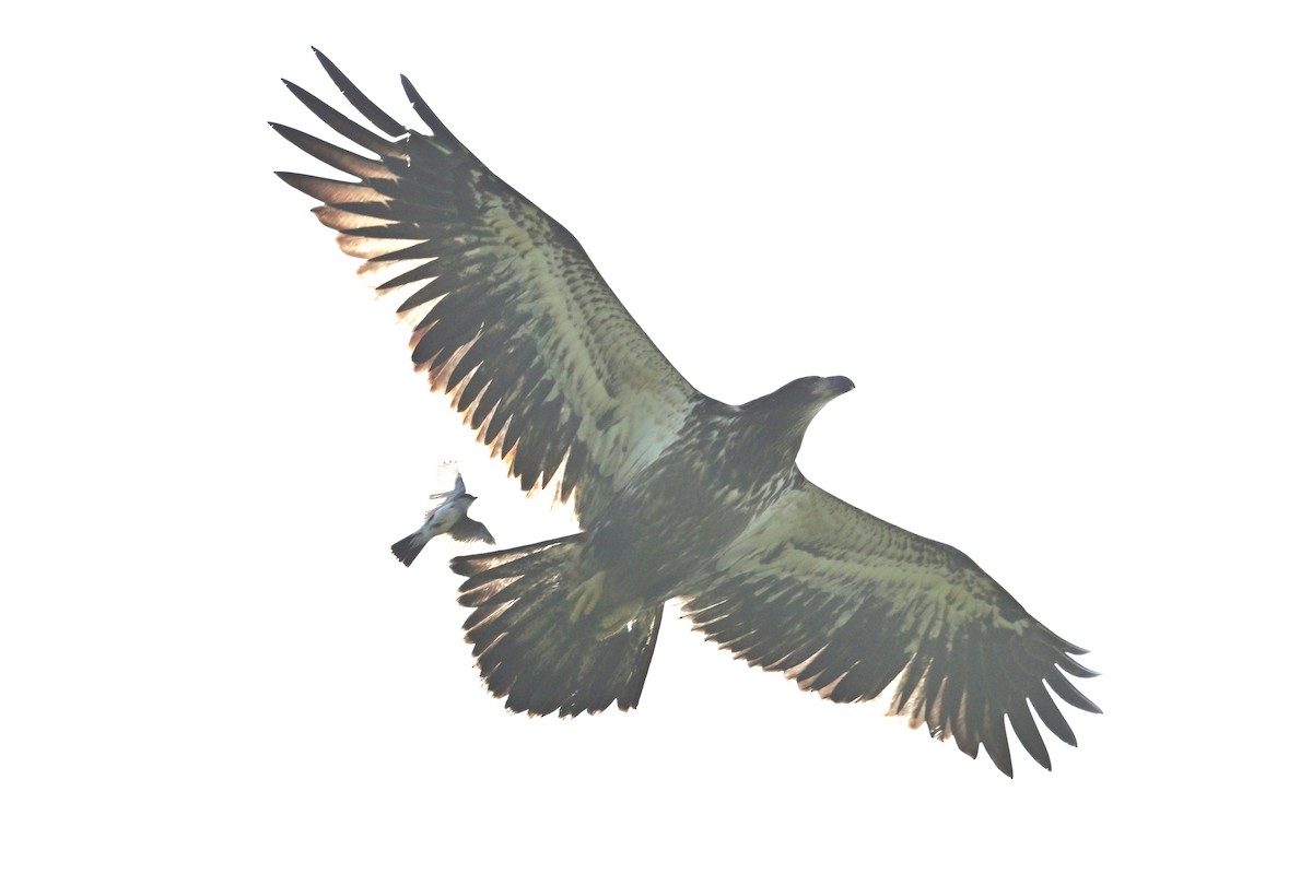 Pygargue à tête blanche - ML639171701