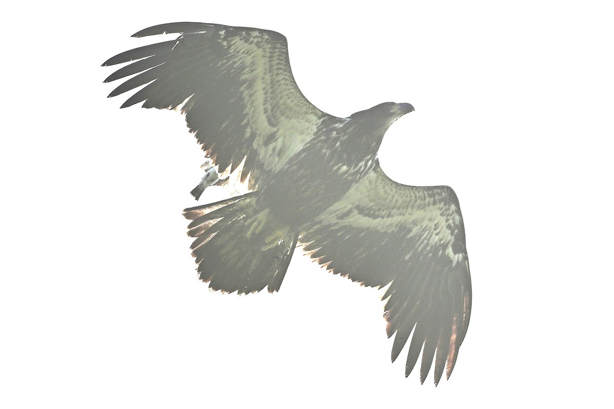 Pygargue à tête blanche - ML639171702