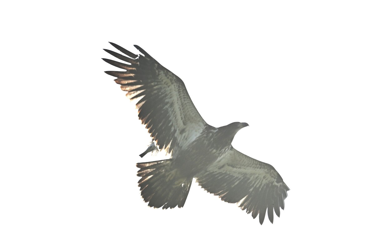 Pygargue à tête blanche - ML639171703