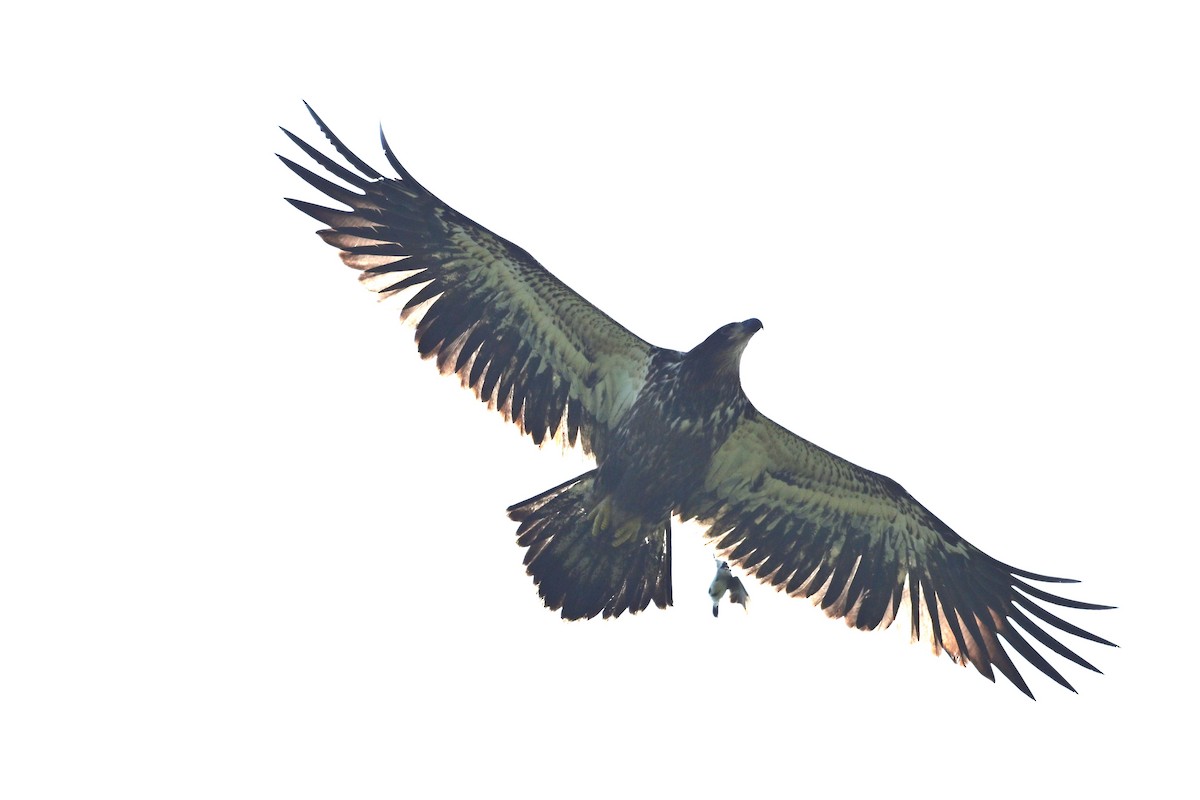 Pygargue à tête blanche - ML639171704