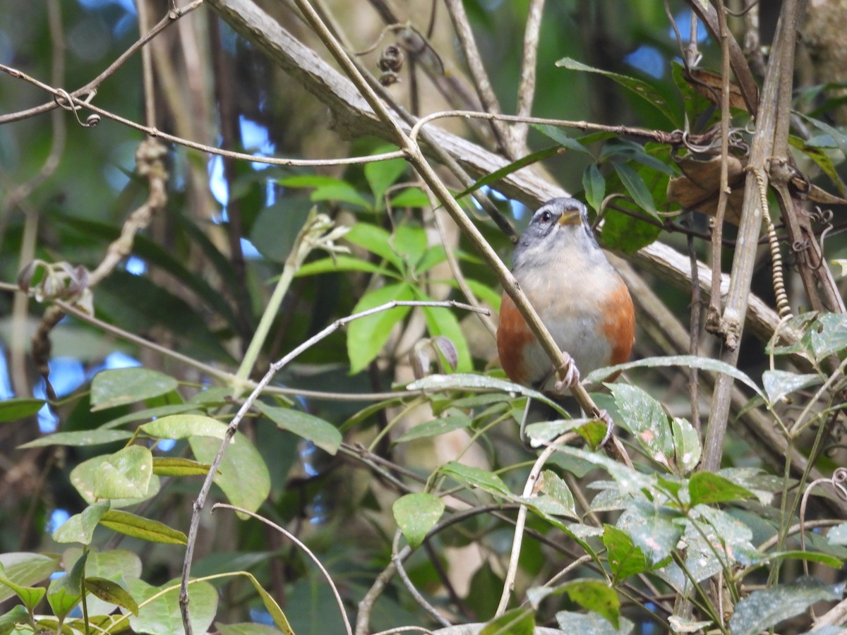 Gray-throated Warbling Finch - ML639172046