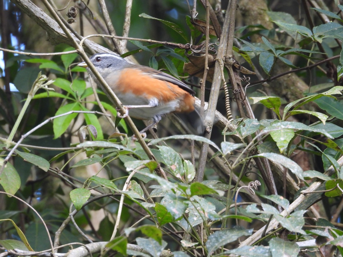 Gray-throated Warbling Finch - ML639172047