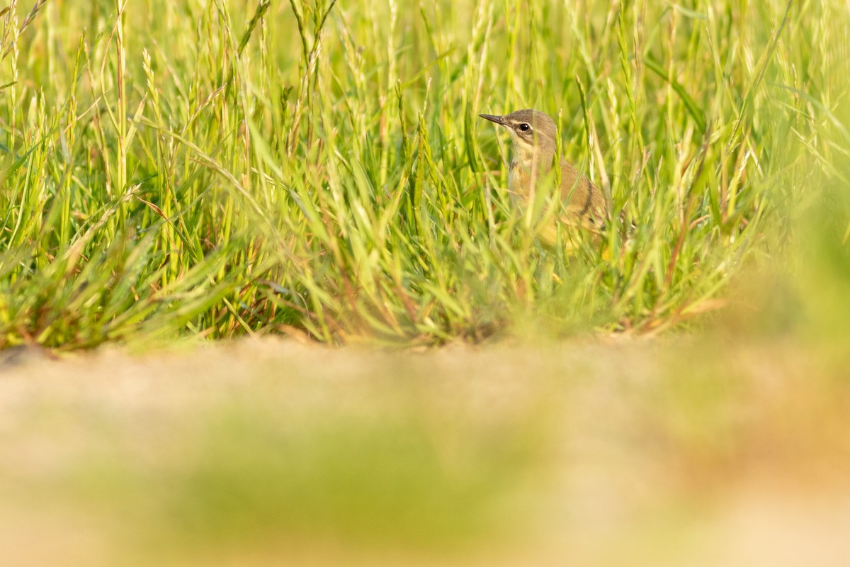 Western Yellow Wagtail - ML639172271