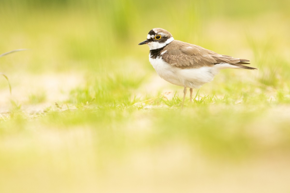 Little Ringed Plover - ML639172283