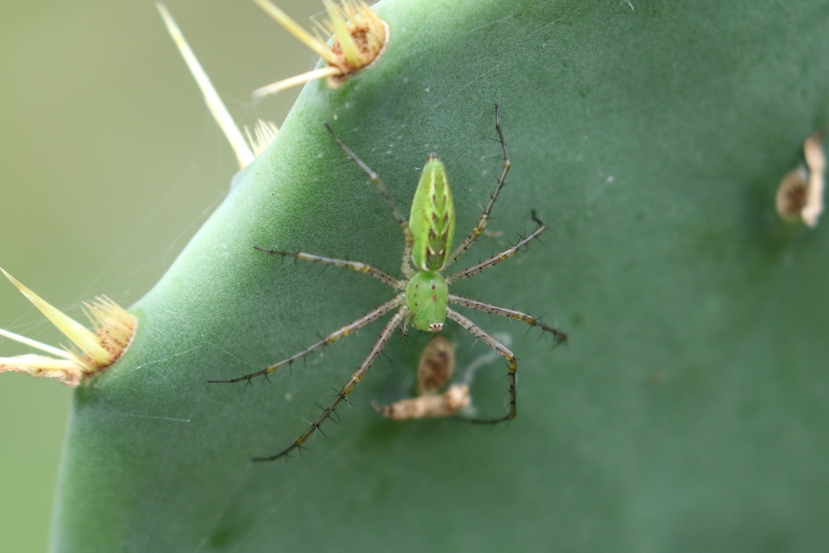 Green Lynx Spider - ML639172294