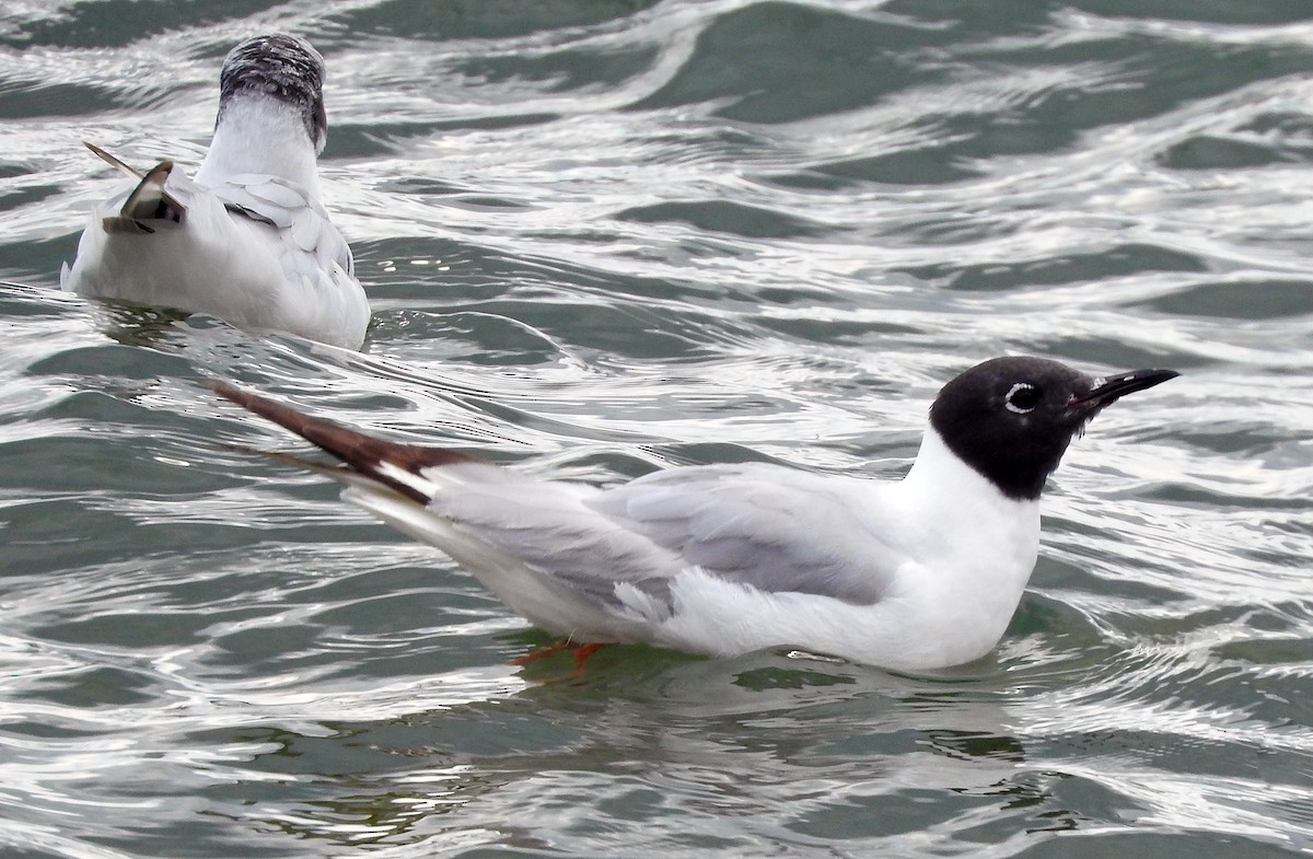 Bonaparte's Gull - ML639172440