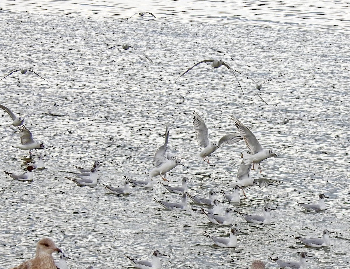 Bonaparte's Gull - ML639172443