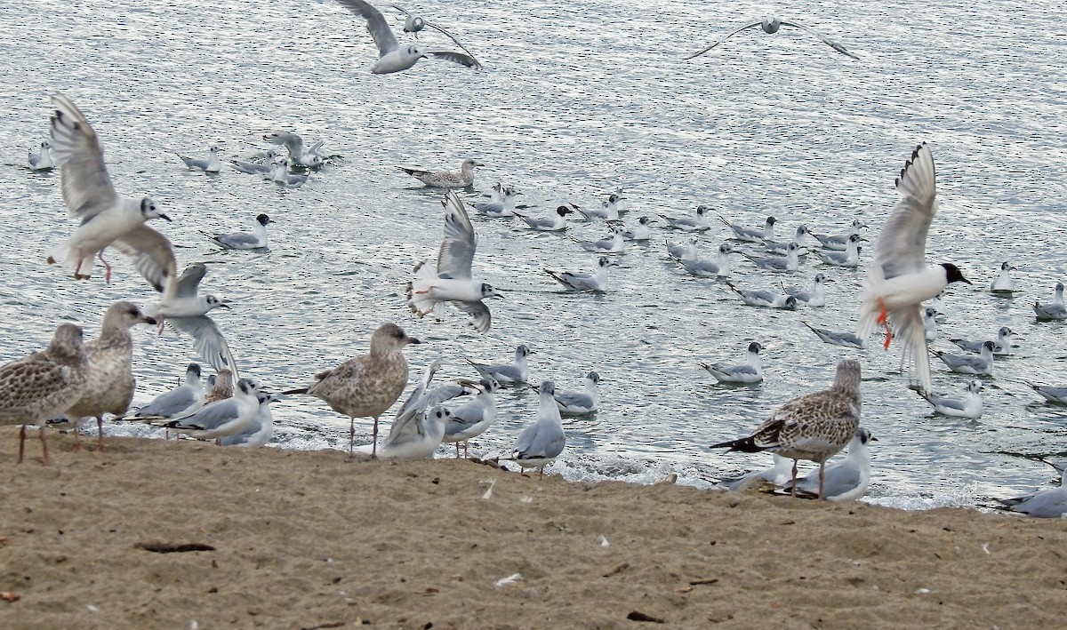 Bonaparte's Gull - ML639172447