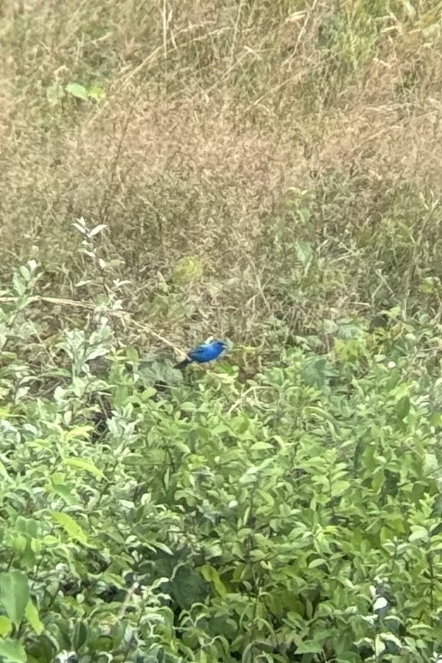 ルリノジコ - ML639172740