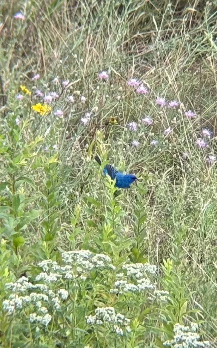 ルリノジコ - ML639172741