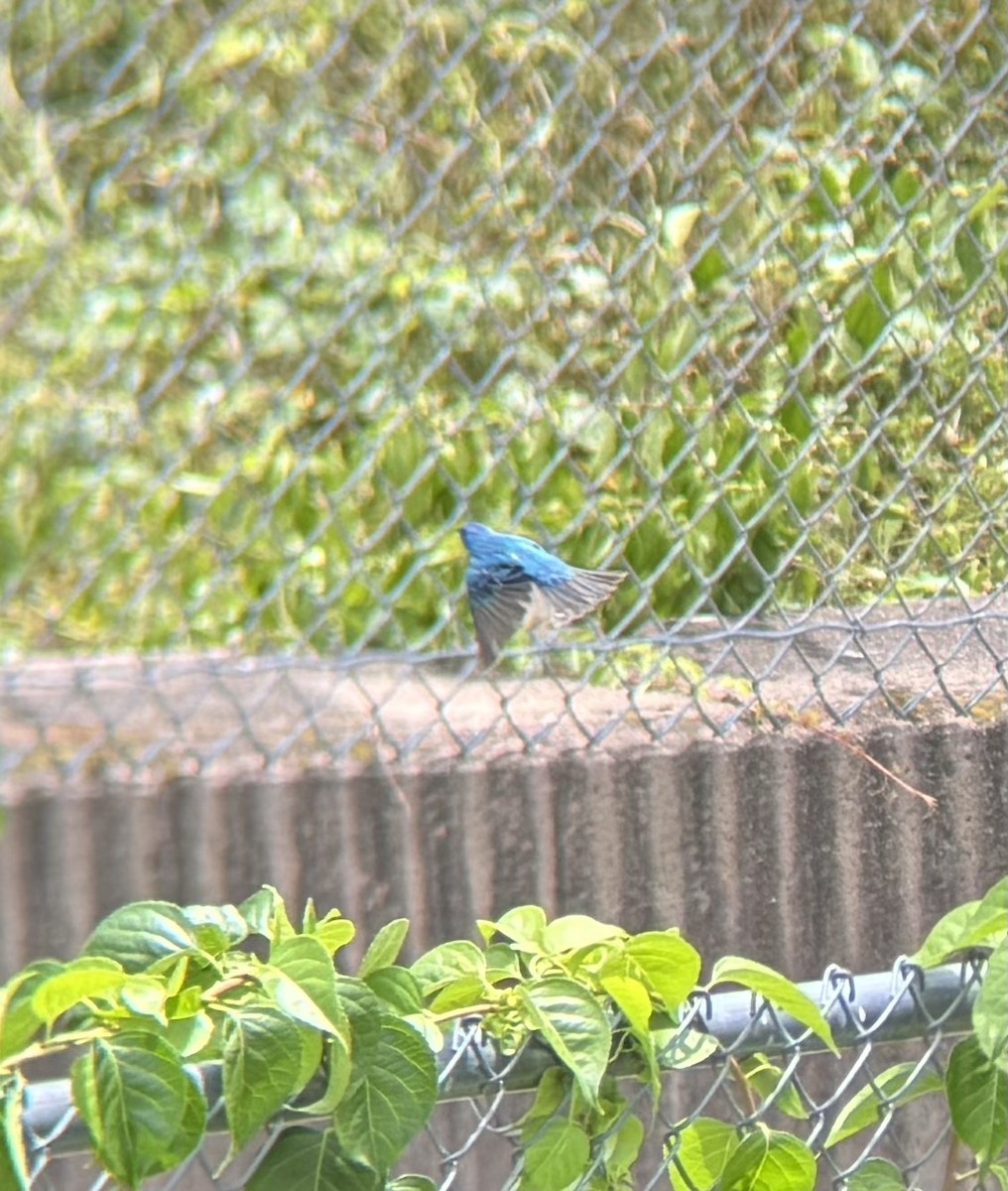 ルリノジコ - ML639172742