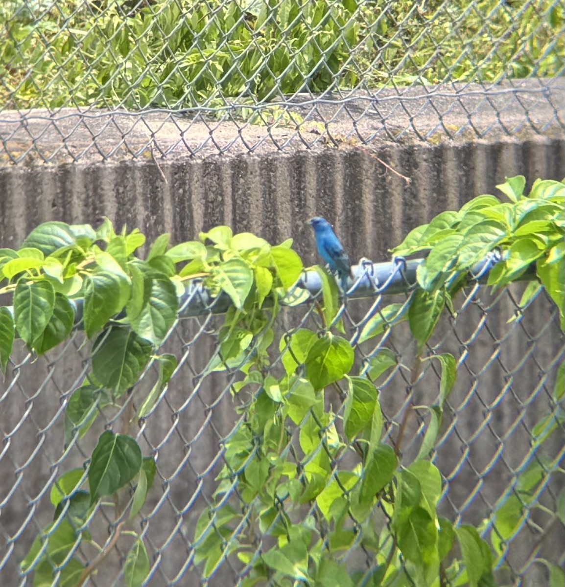 ルリノジコ - ML639172743