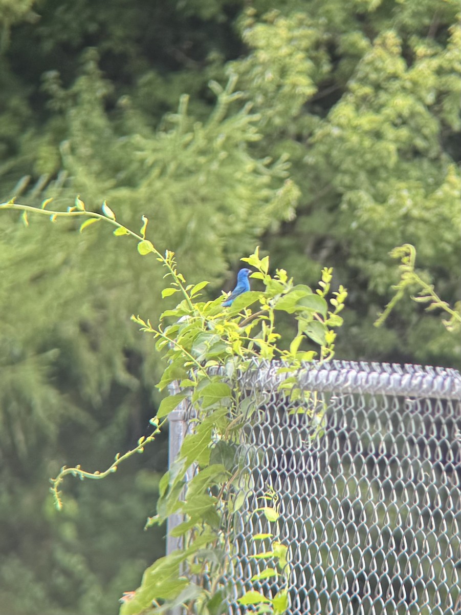 ルリノジコ - ML639172744