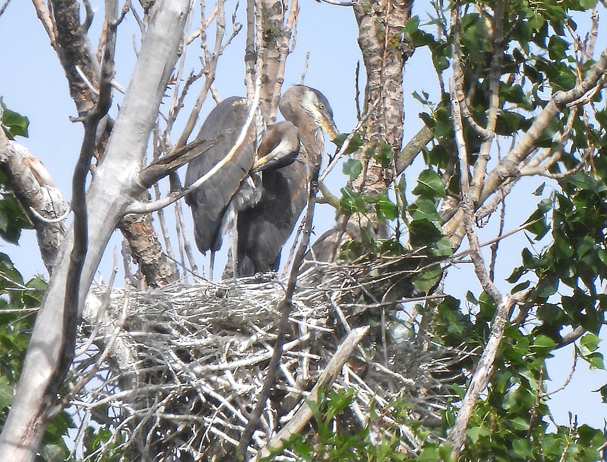 Great Blue Heron - ML639172799