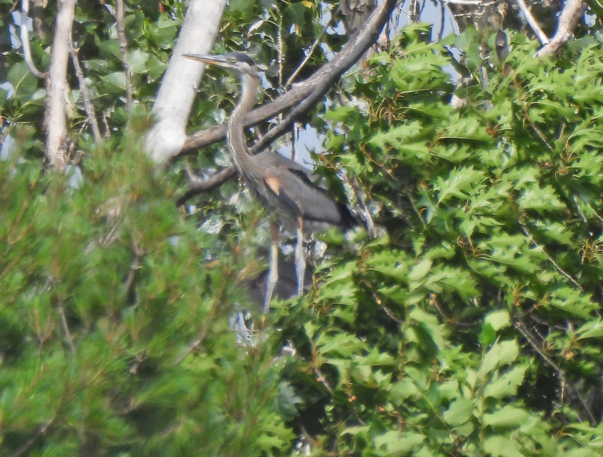 Great Blue Heron - ML639172800