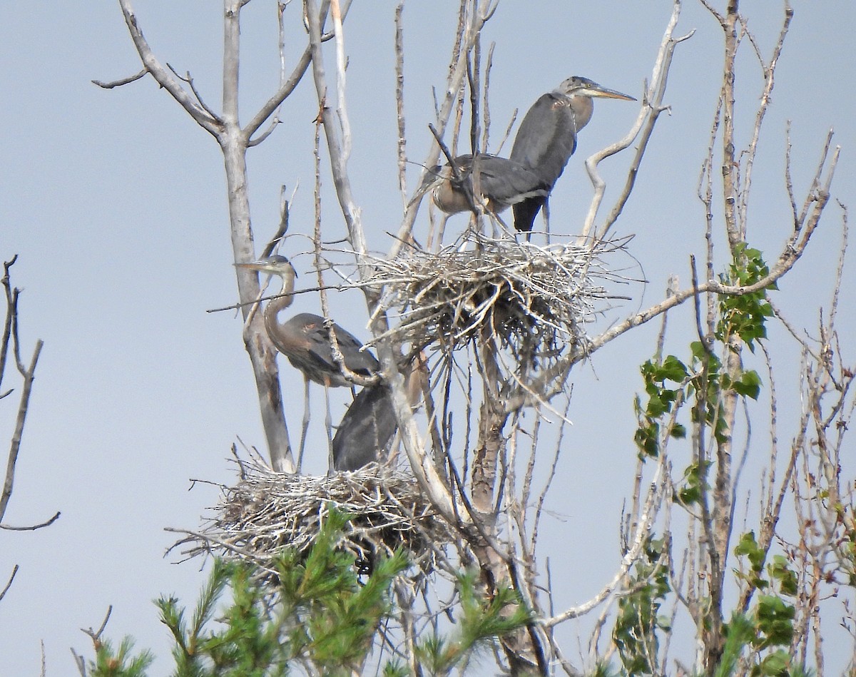 Great Blue Heron - ML639172801