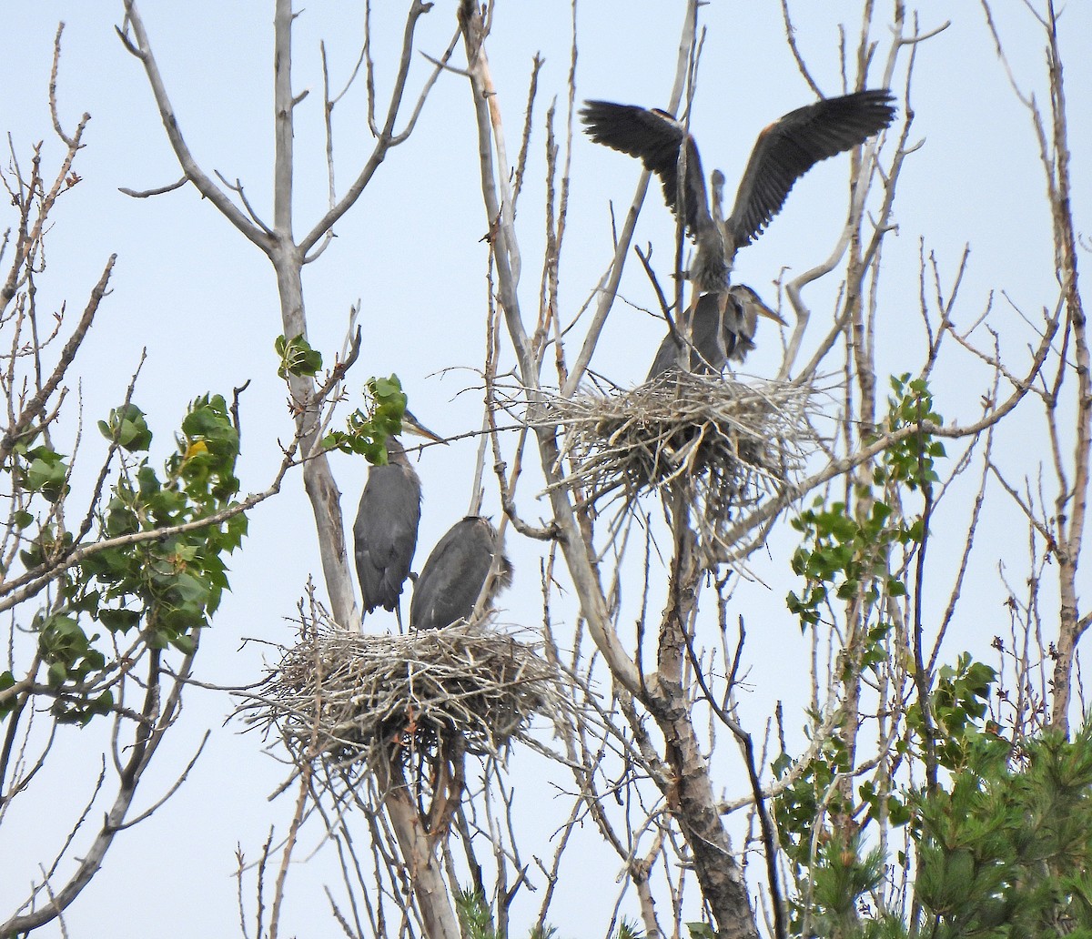 Great Blue Heron - ML639172802