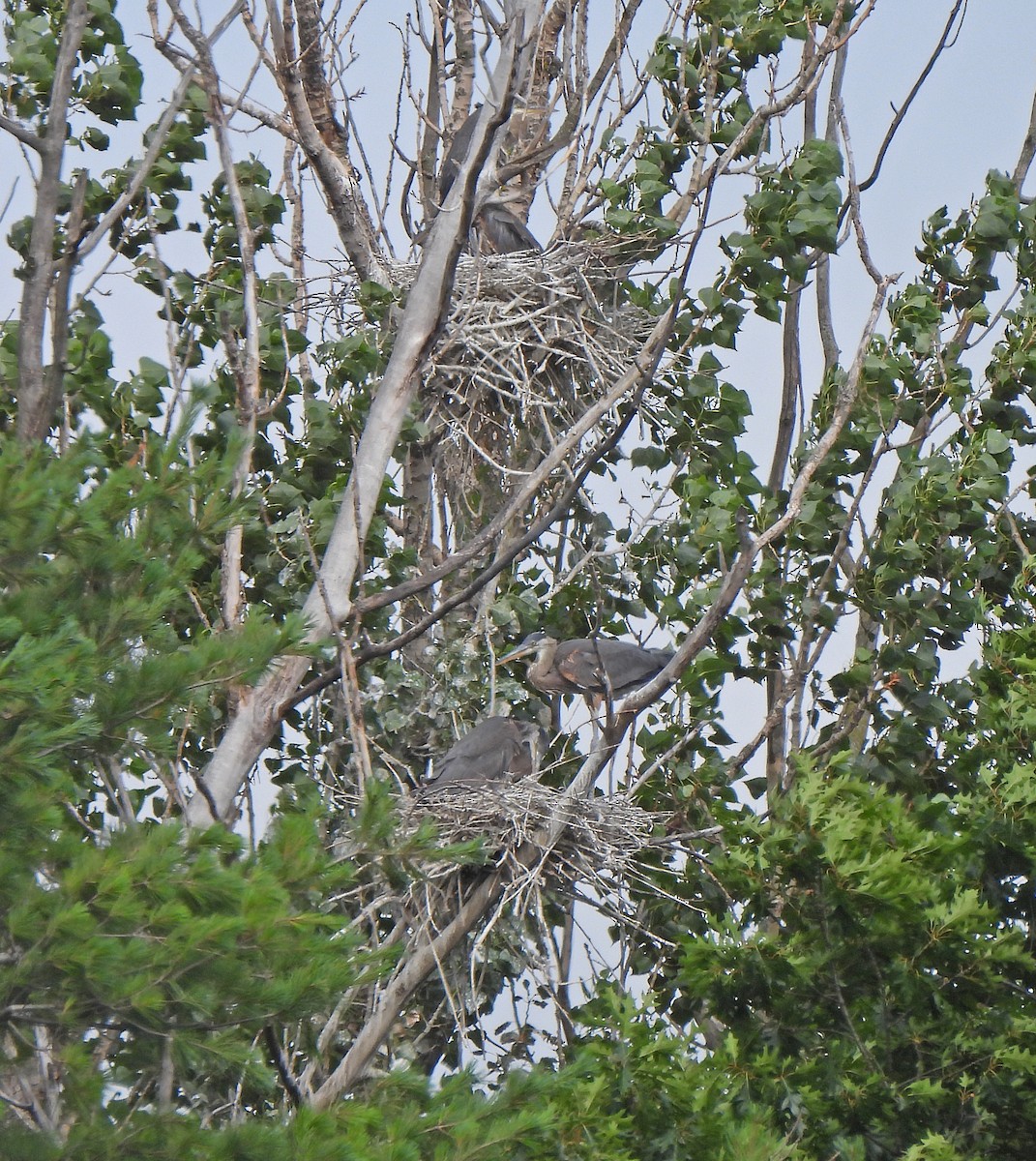 Great Blue Heron - ML639172803