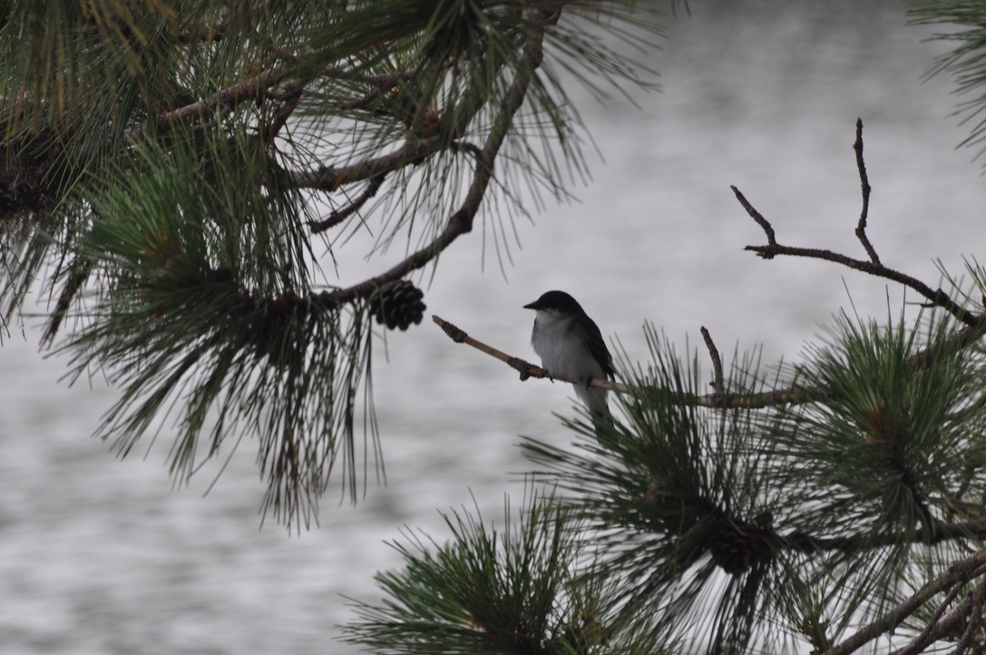Eastern Kingbird - ML639172809
