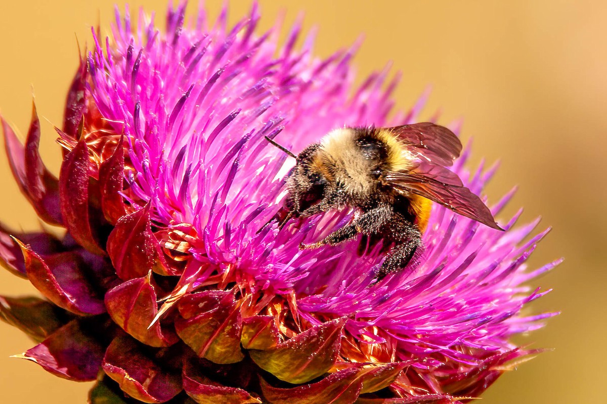 Animals - ML639173013