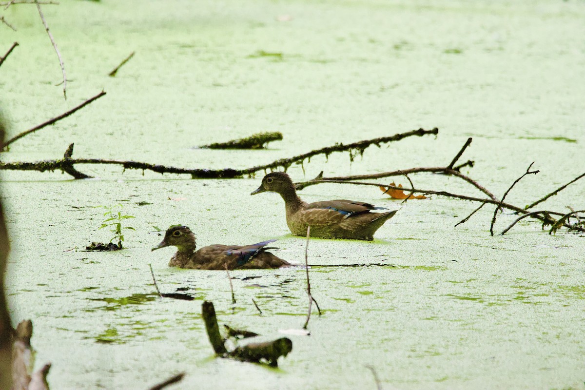 kachnička karolínská - ML639173058