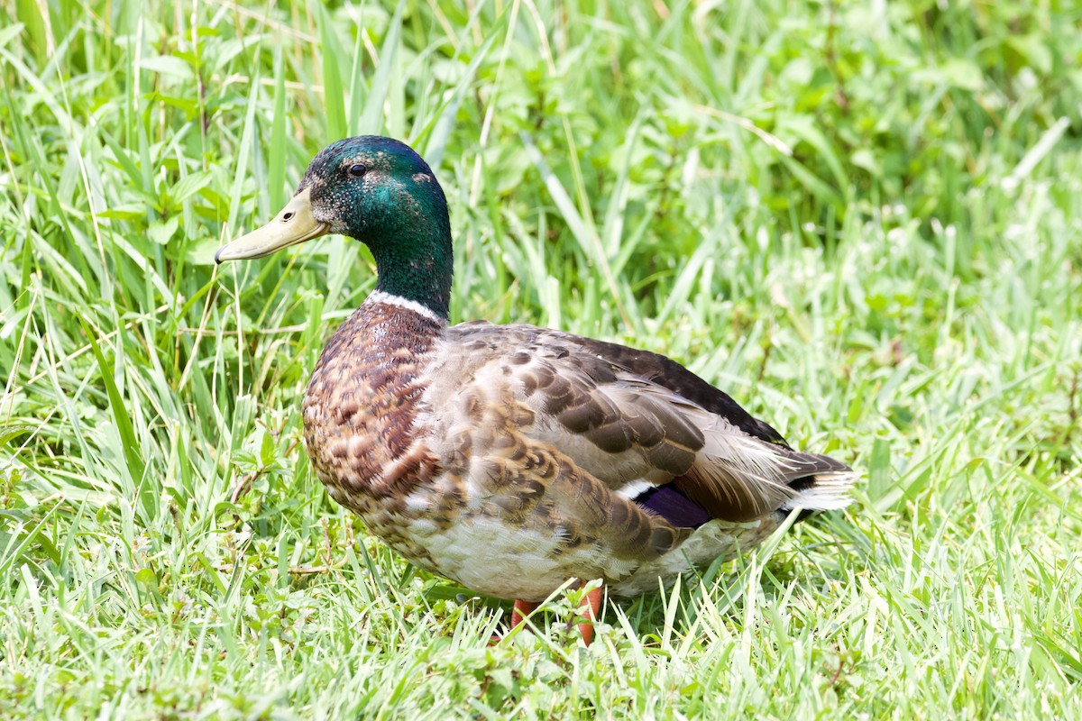 kachna divoká - ML639173074