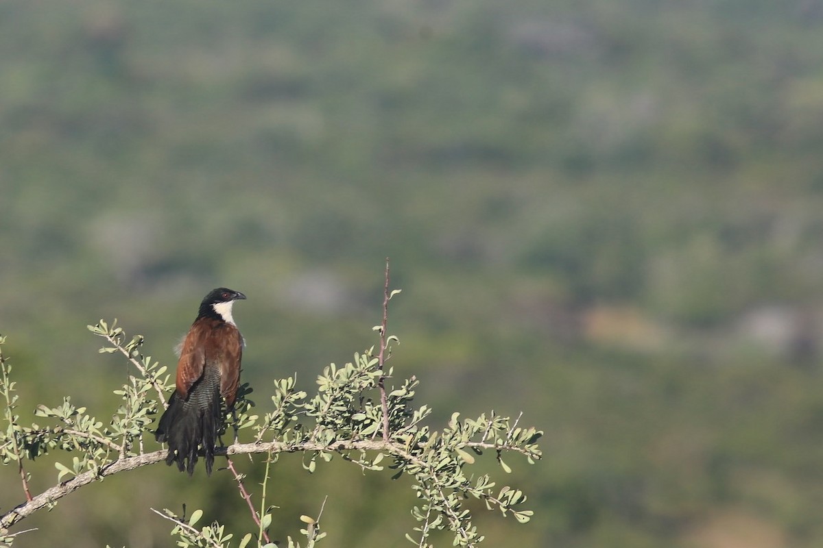 Burchell's Coucal - ML639173078