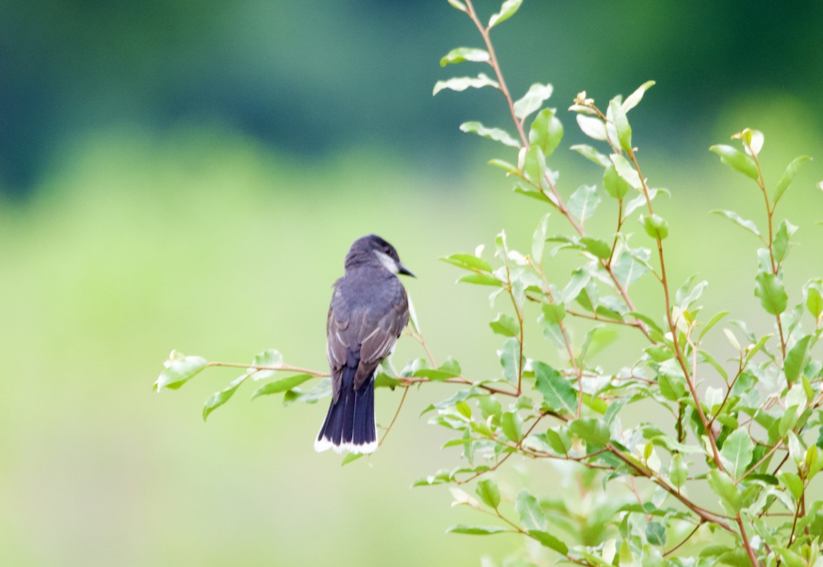 tyran obecný - ML639173105