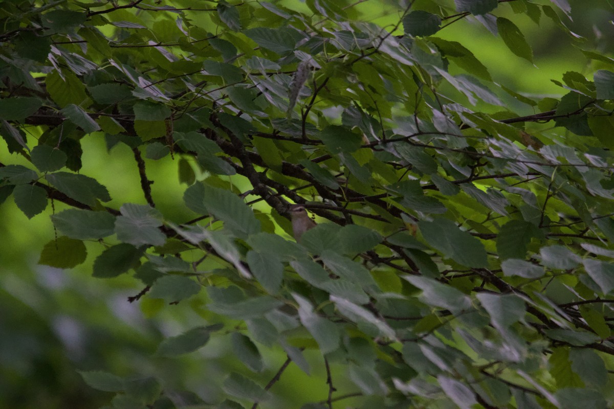 zelenáček červenooký - ML639173143