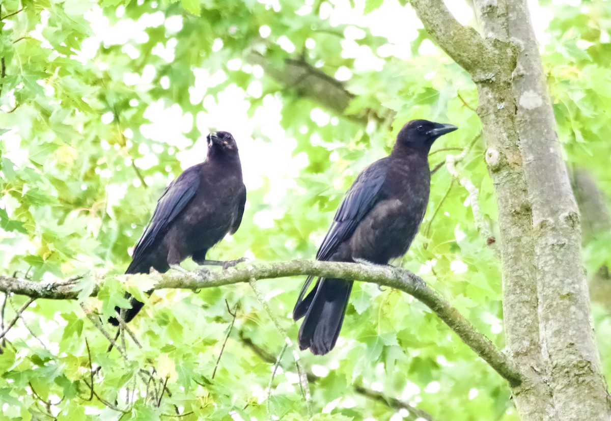 vrána americká - ML639173163