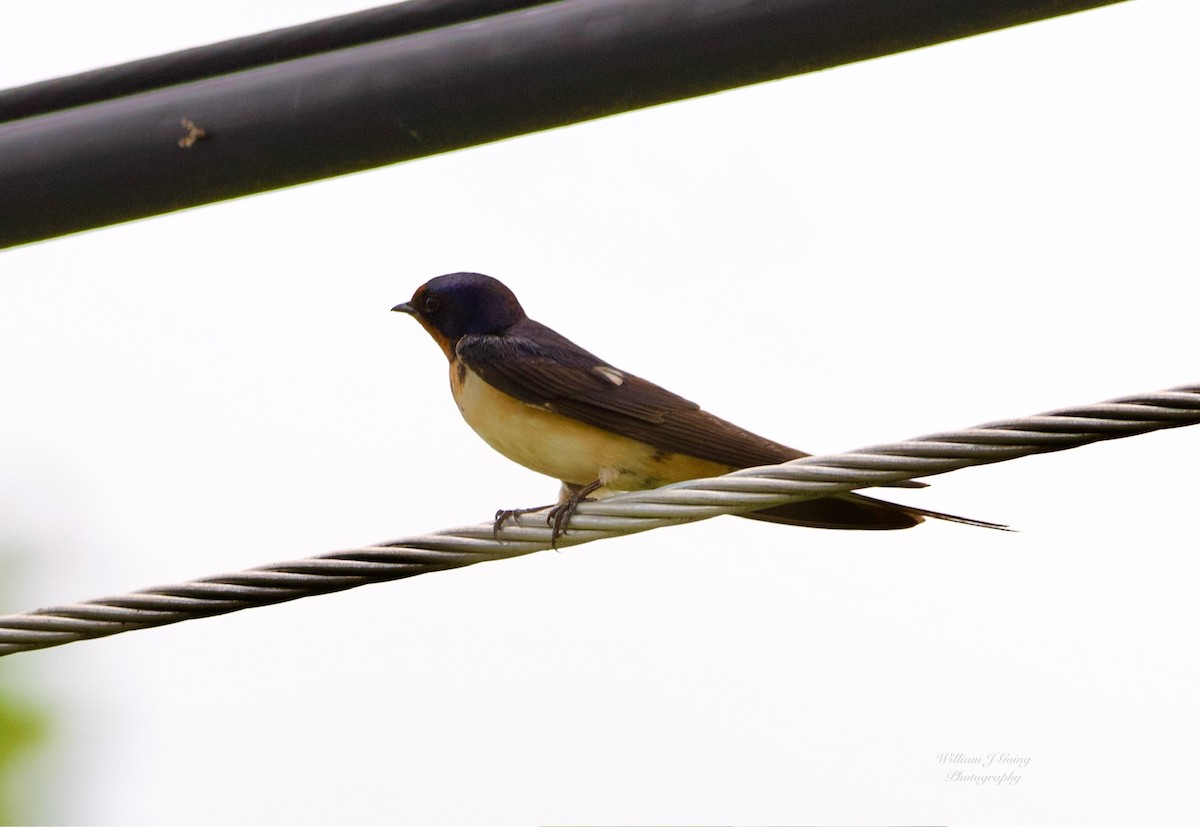 vlaštovka obecná - ML639173171