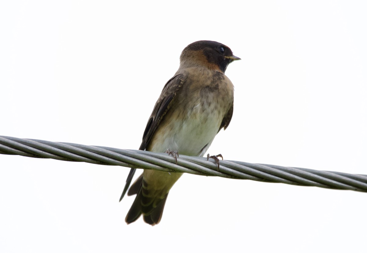 vlaštovka pestrá - ML639173219