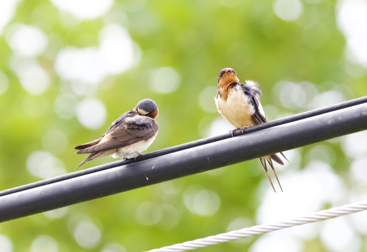 vlaštovka pestrá - ML639173220