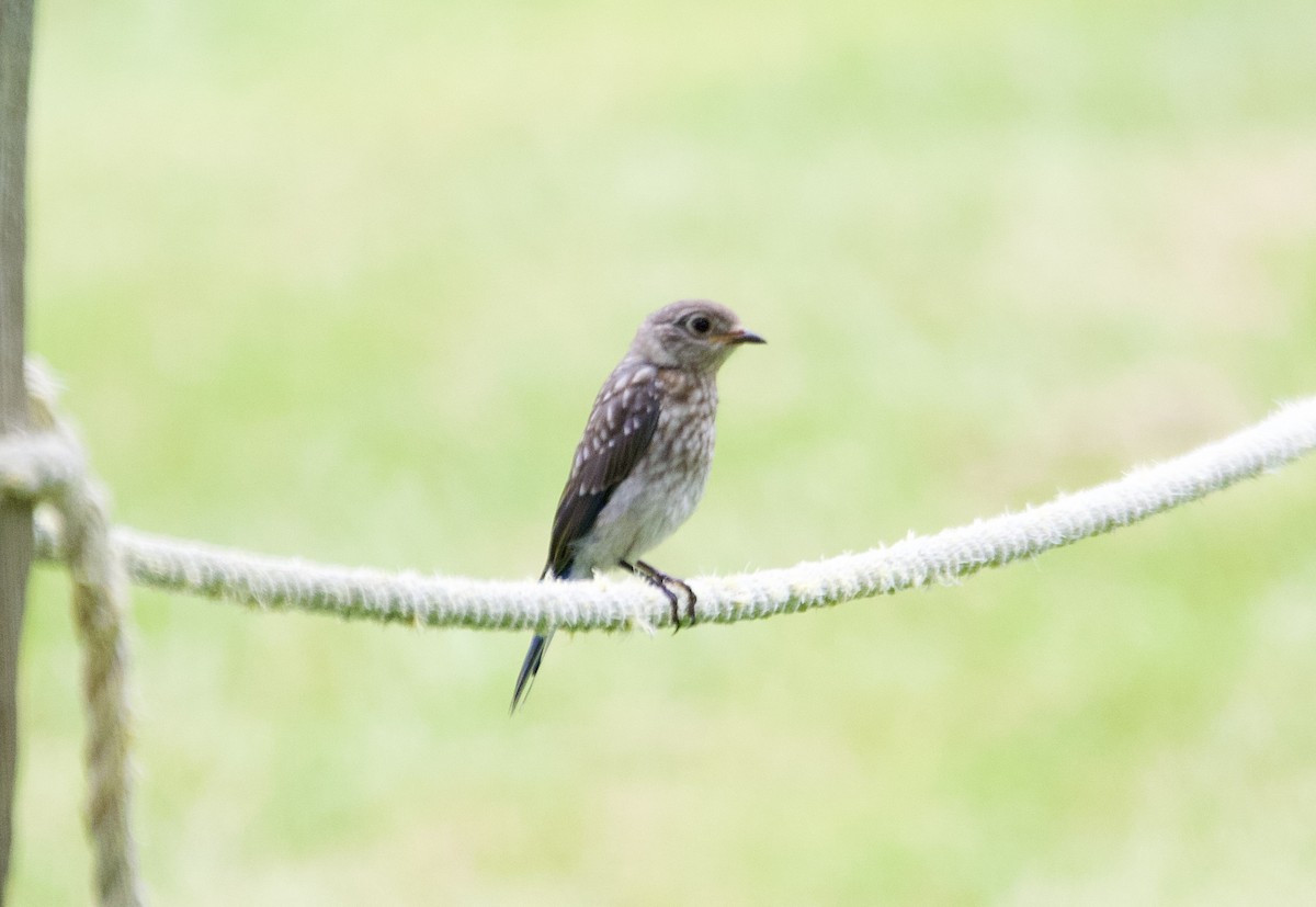 salašník modrý - ML639173234