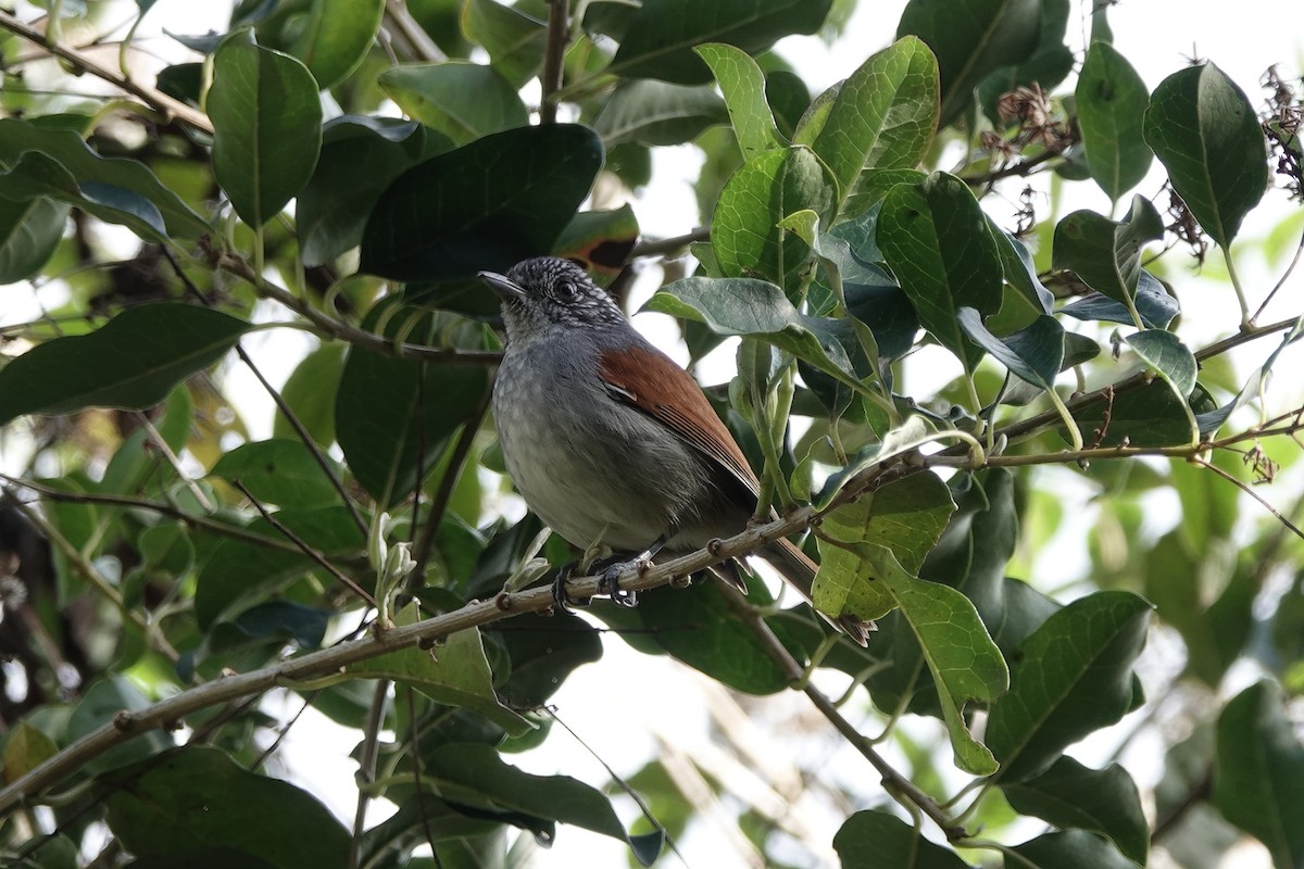 Rufous-backed Antvireo - ML639173238