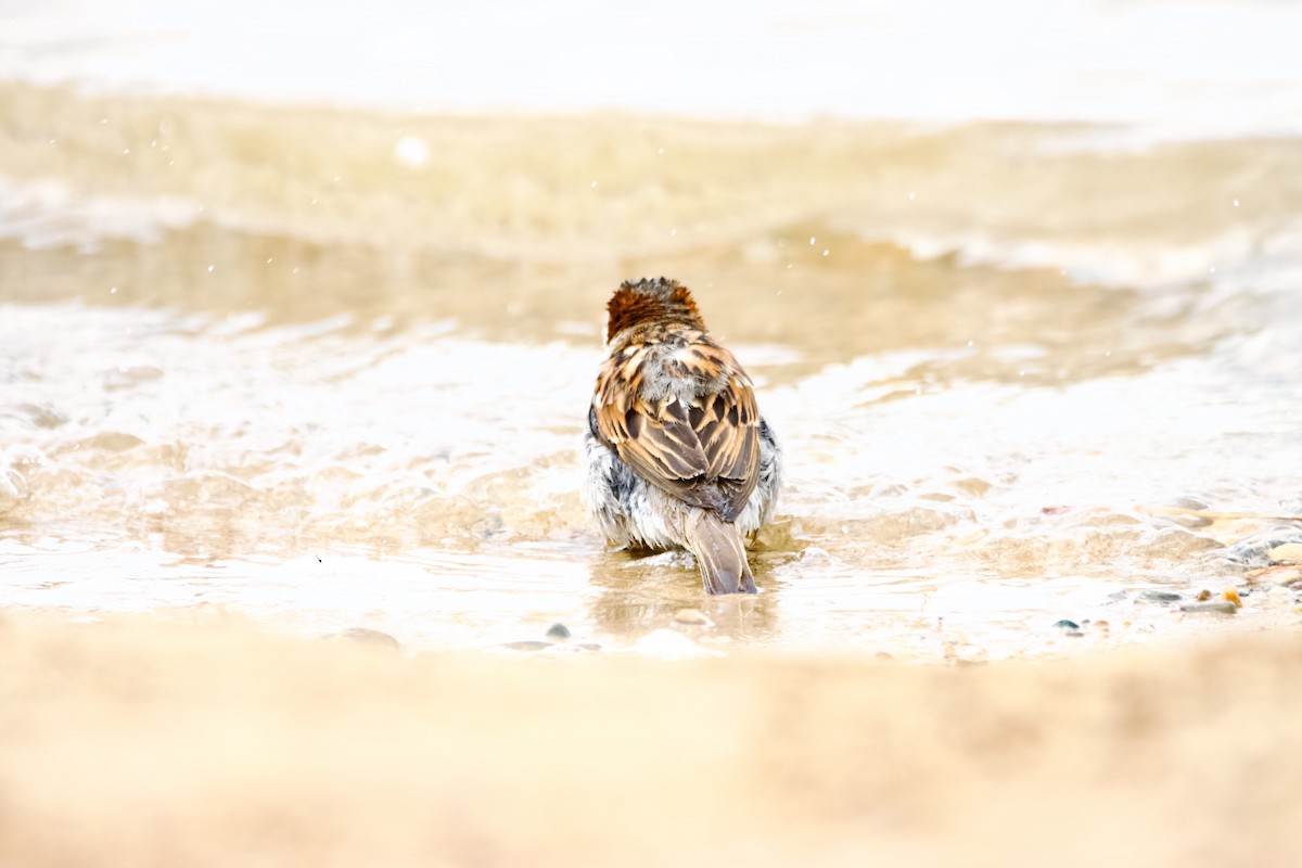 vrabec domácí - ML639173262