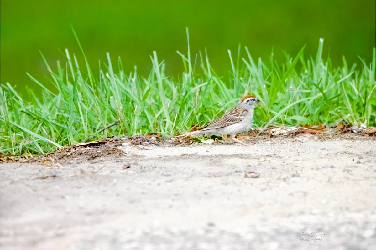 strnádka vrabcovitá - ML639173301