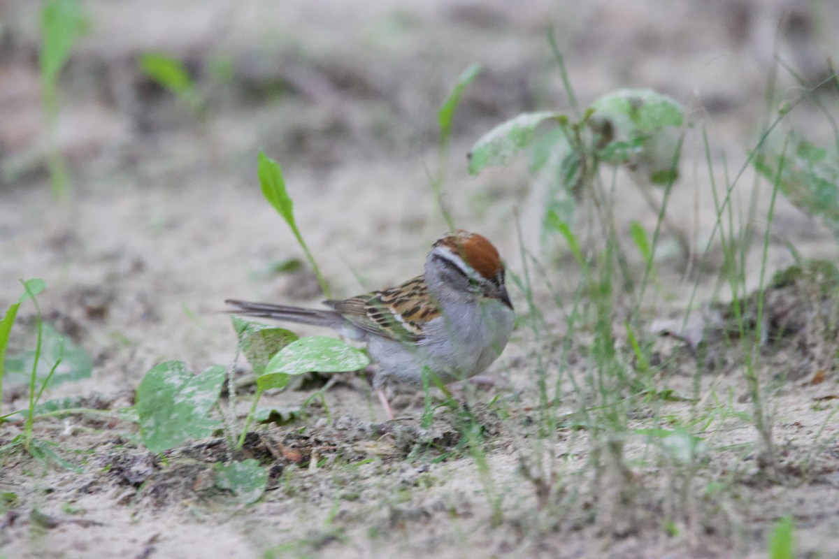 strnádka vrabcovitá - ML639173302