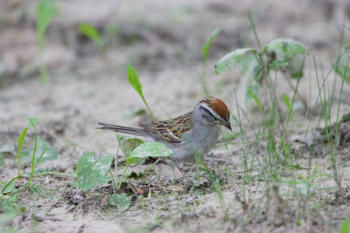 strnádka vrabcovitá - ML639173303