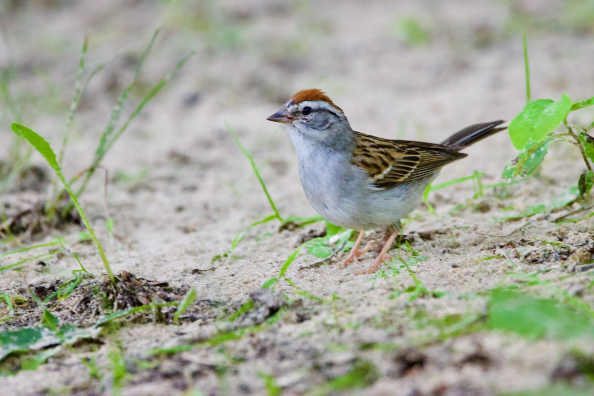 strnádka vrabcovitá - ML639173304