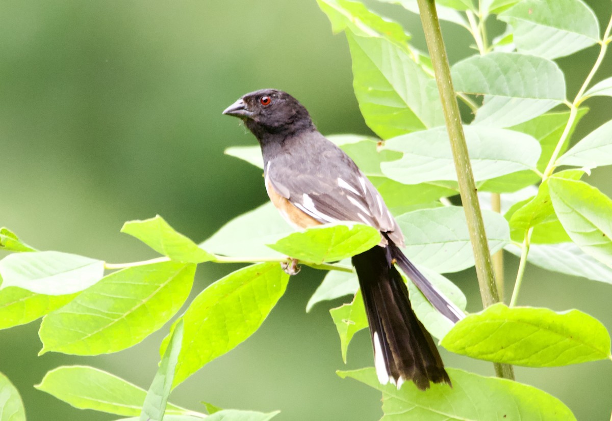 pipilo rudooký - ML639173347