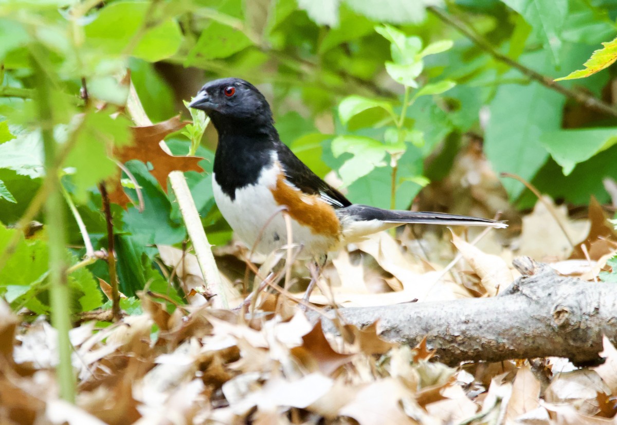 pipilo rudooký - ML639173349