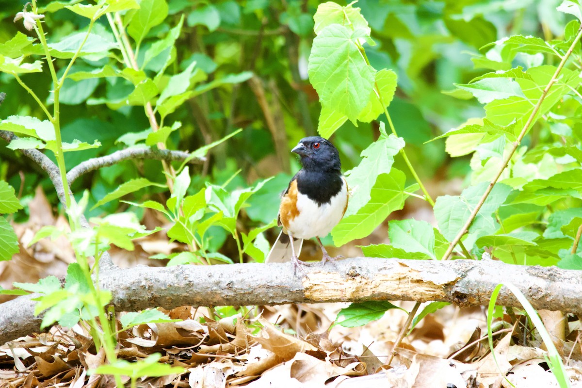 pipilo rudooký - ML639173351