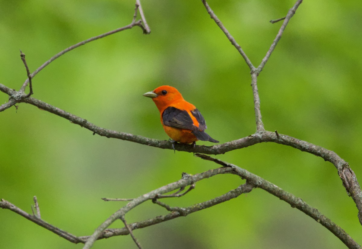 piranga šarlatová - ML639173376