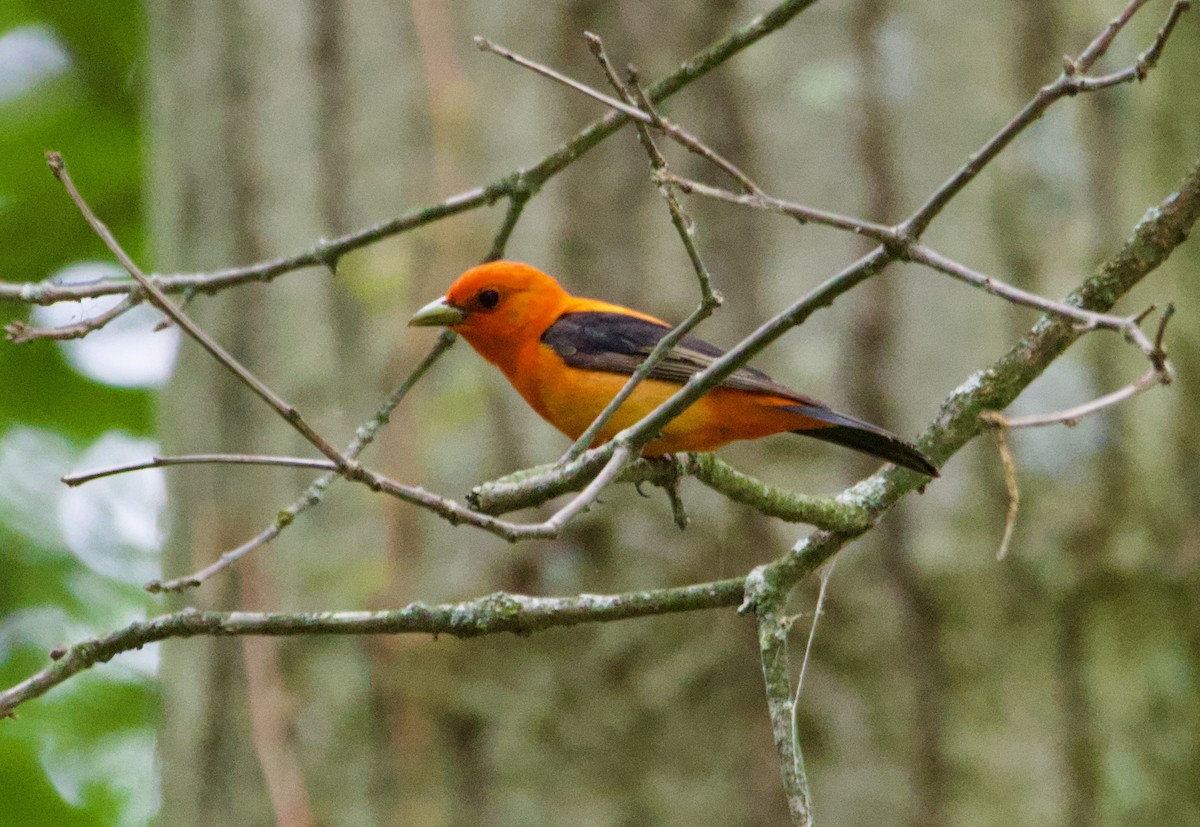 piranga šarlatová - ML639173377