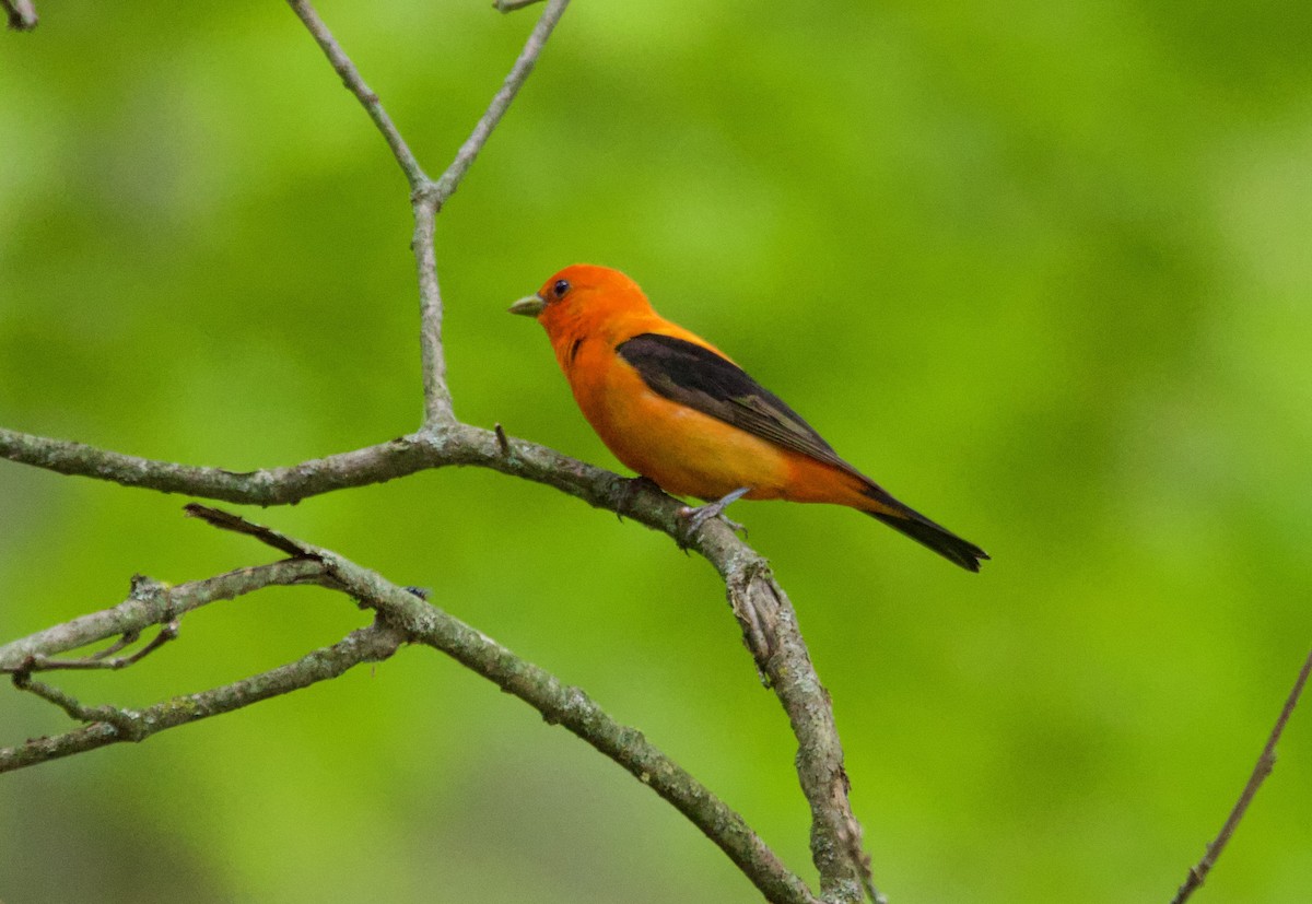 piranga šarlatová - ML639173378